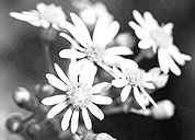 网站攻击软件工具